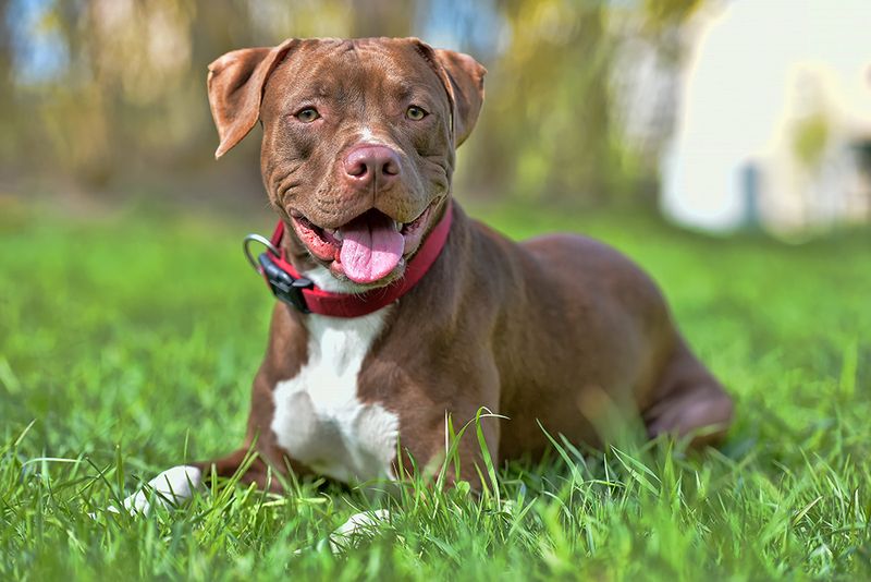 Pit Bull Terrier