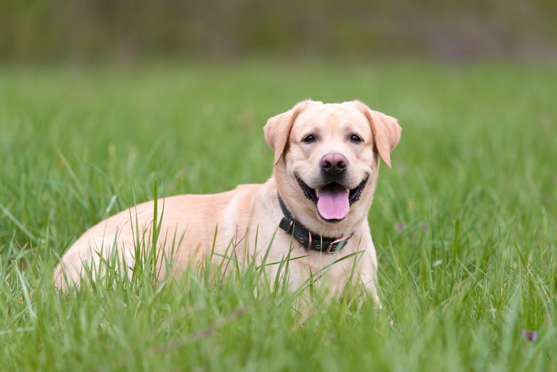 Labrador Retriever