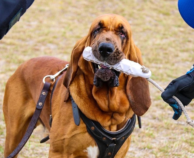 Bloodhound