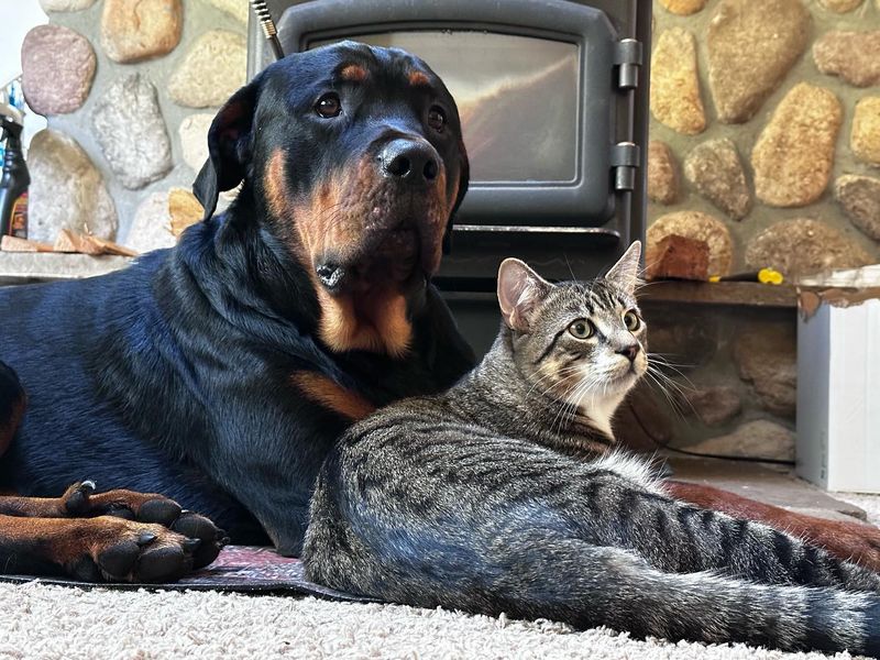 Rottweiler