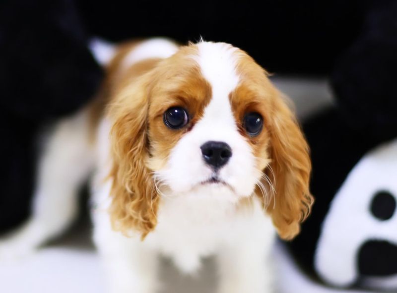 Cavalier King Charles Spaniel