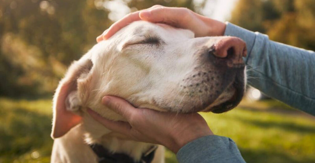 These 17 Dog Breeds Read Your Emotions Better Than Most Humans Do