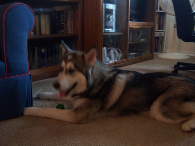 Alaskan Malamute