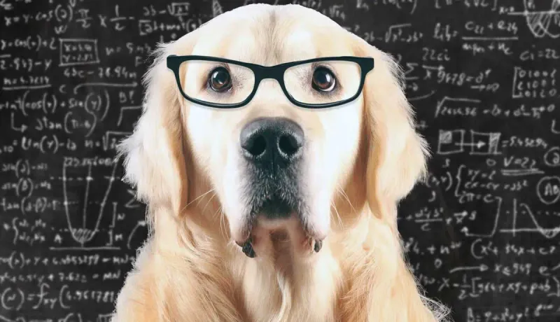 Intelligence