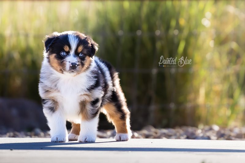Secret 1: Tail-Wagging Enthusiasm