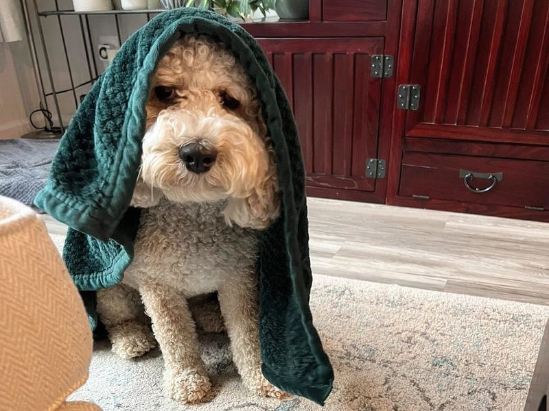 Cockapoo