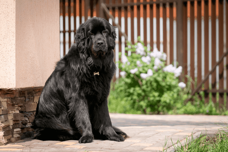 Newfoundland