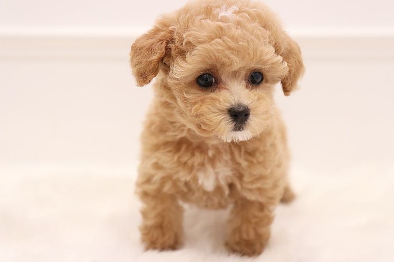 Poodle
