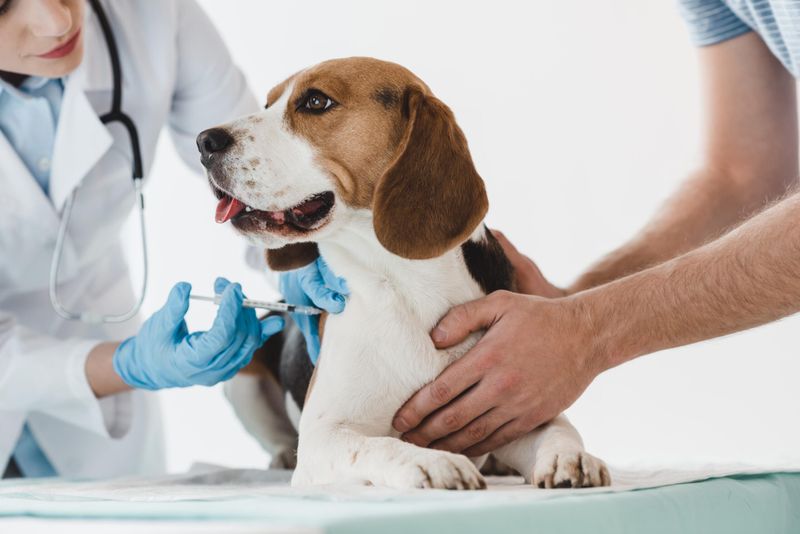 Regular Vet Check-Ups