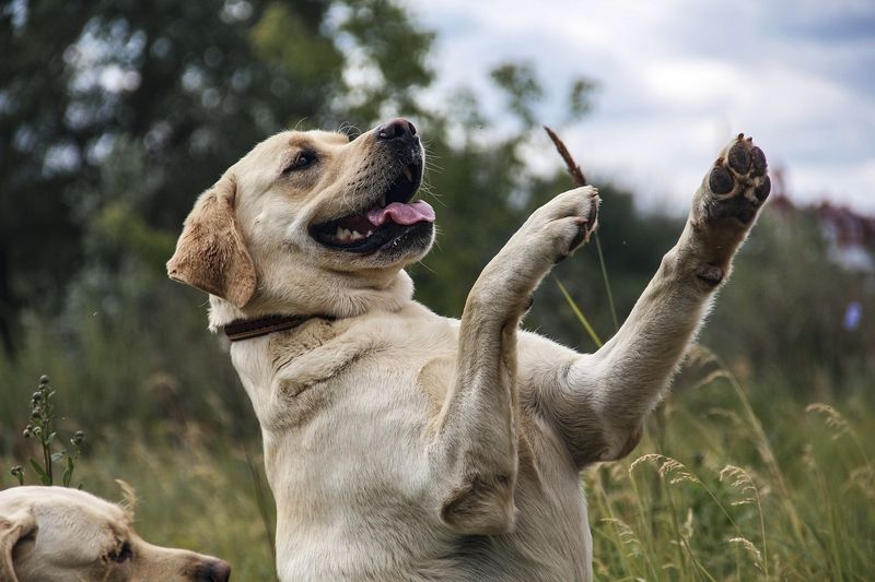 Labrador Retriever