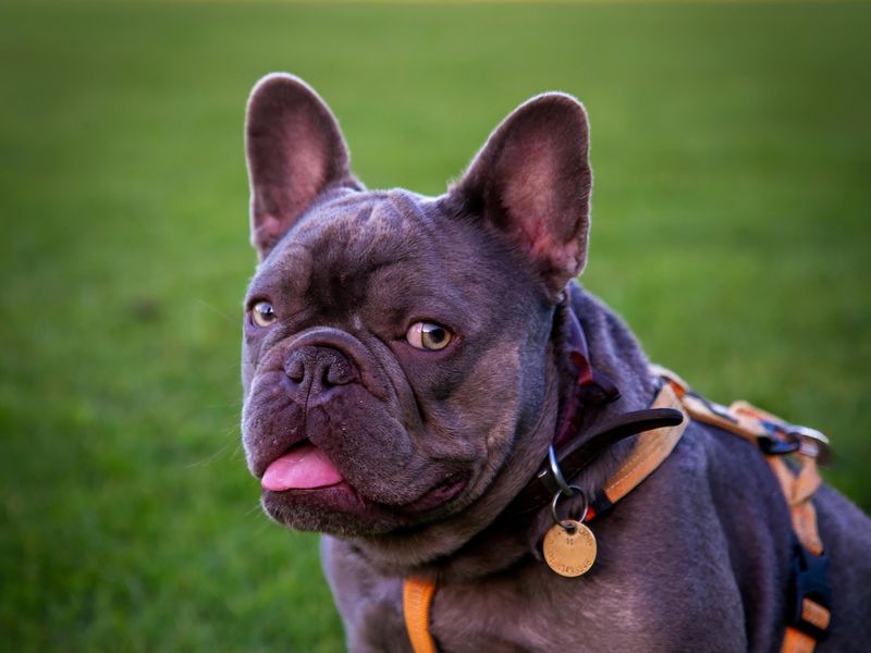 French Bulldog