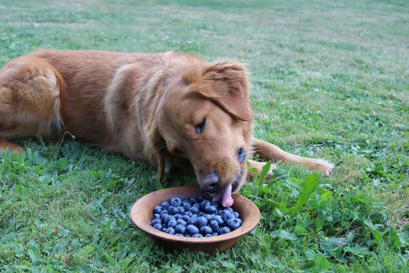 Blueberries