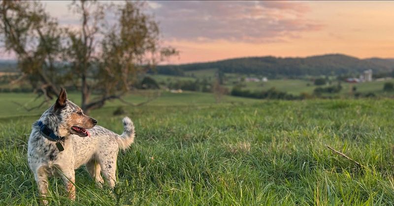 Australian Cattle Dog