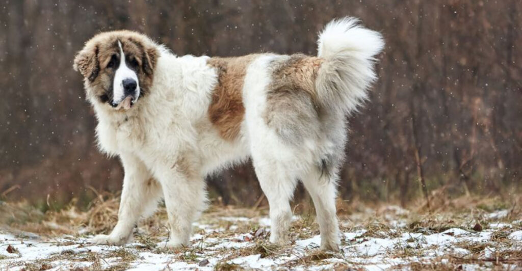 White Ranch Dogs Types These 19 Ranch Dog Breeds Share One Thing That Made Cowboys Rich - Epic ...
