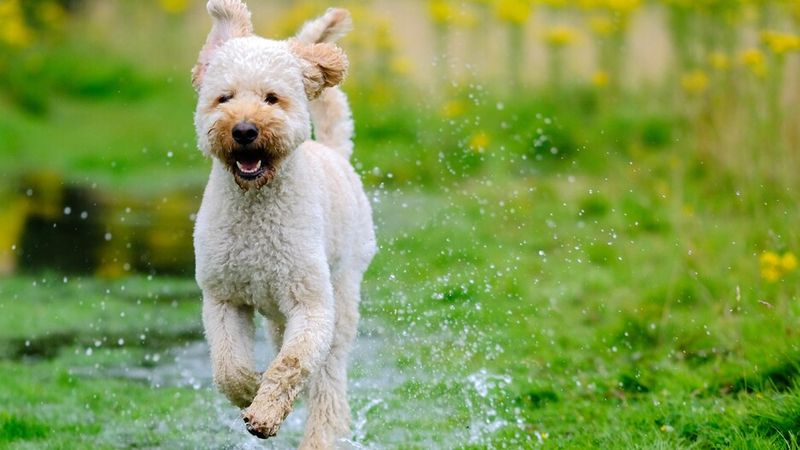 Labradoodle