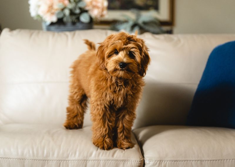 Labradoodle