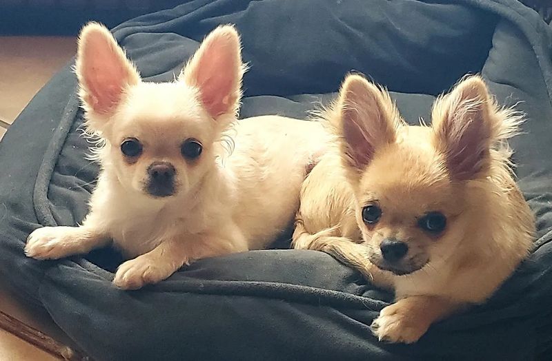Chihuahua