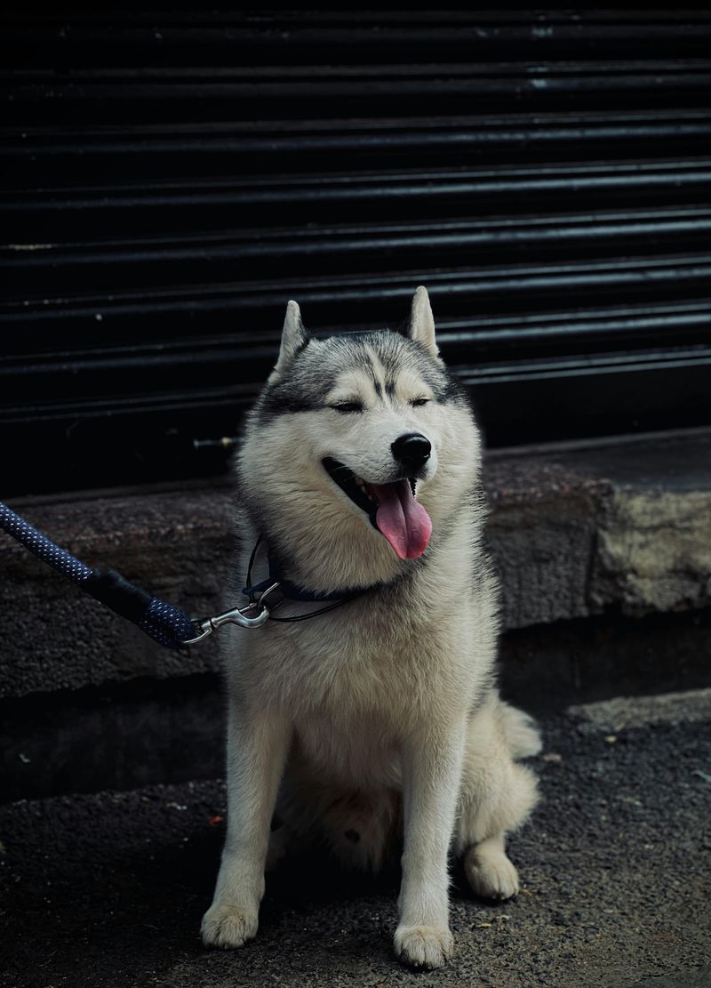 Siberian Husky