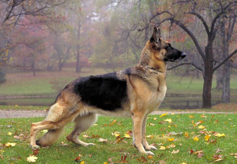 American Show Line German Shepherd
