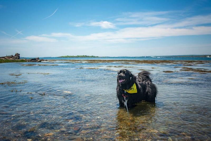 Newfoundland