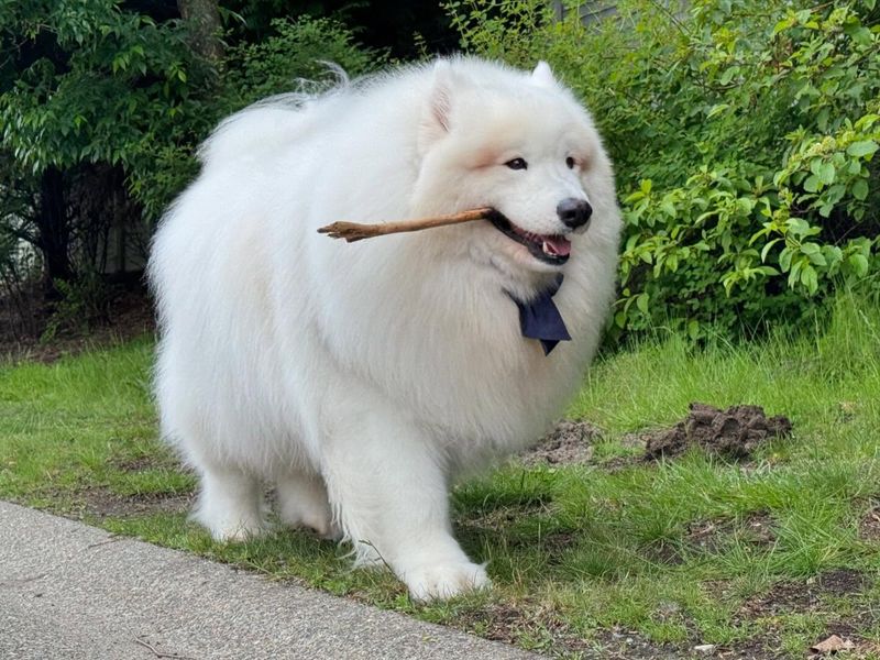 Samoyed