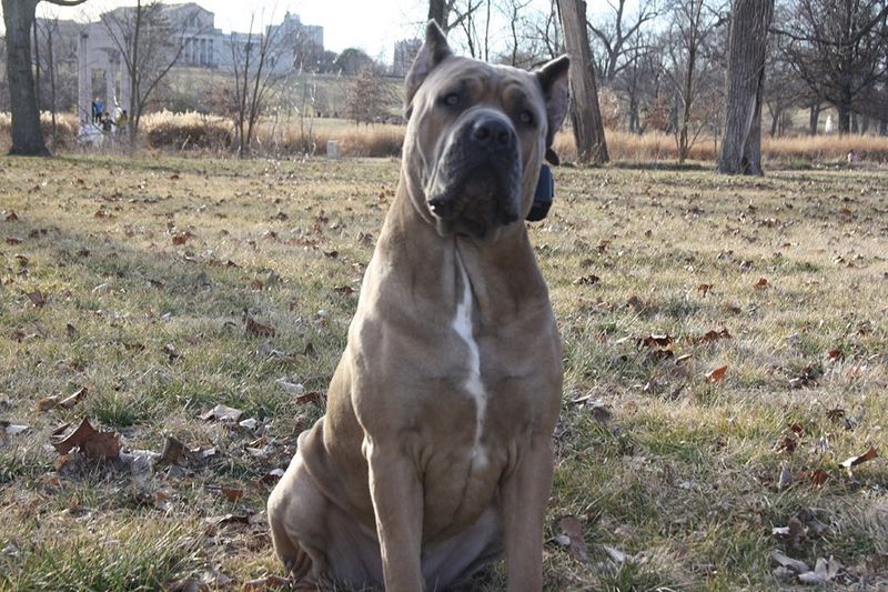 Cane Corso