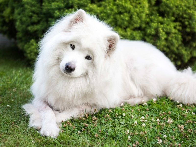 Samoyed