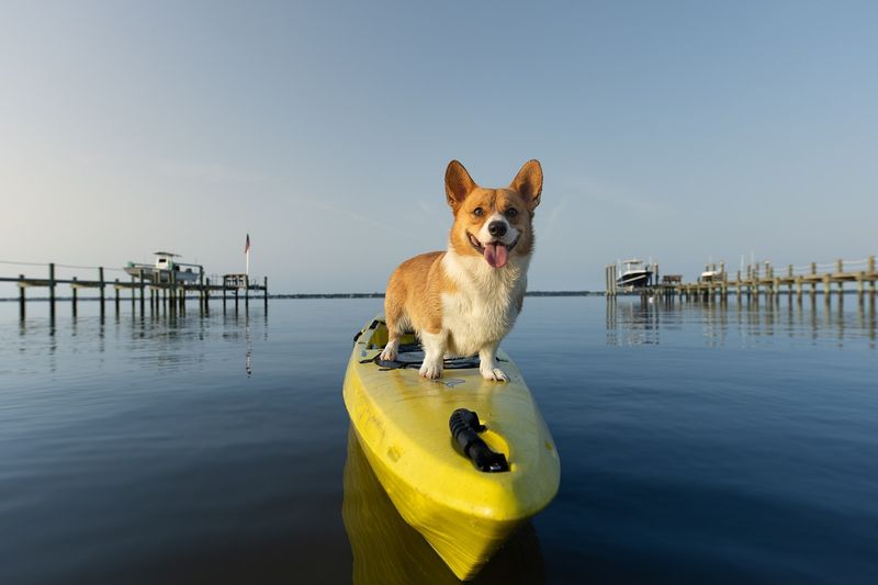 Cardigan Welsh Corgi