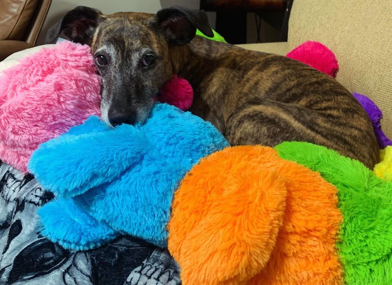 Greyhound