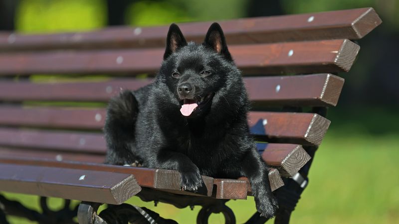 Schipperke