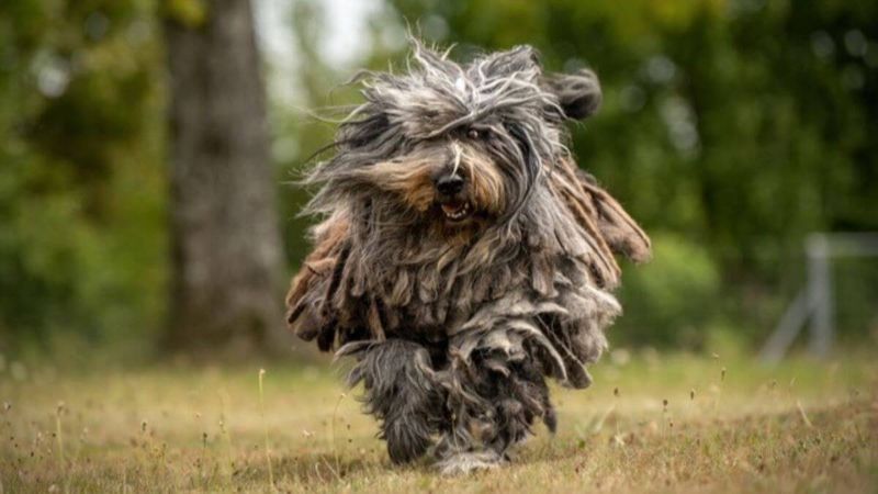 Bergamasco Sheepdog