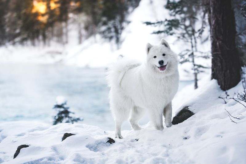 Samoyed