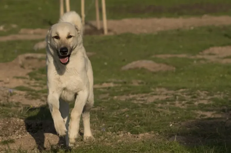 Kangal Shepherd Dog