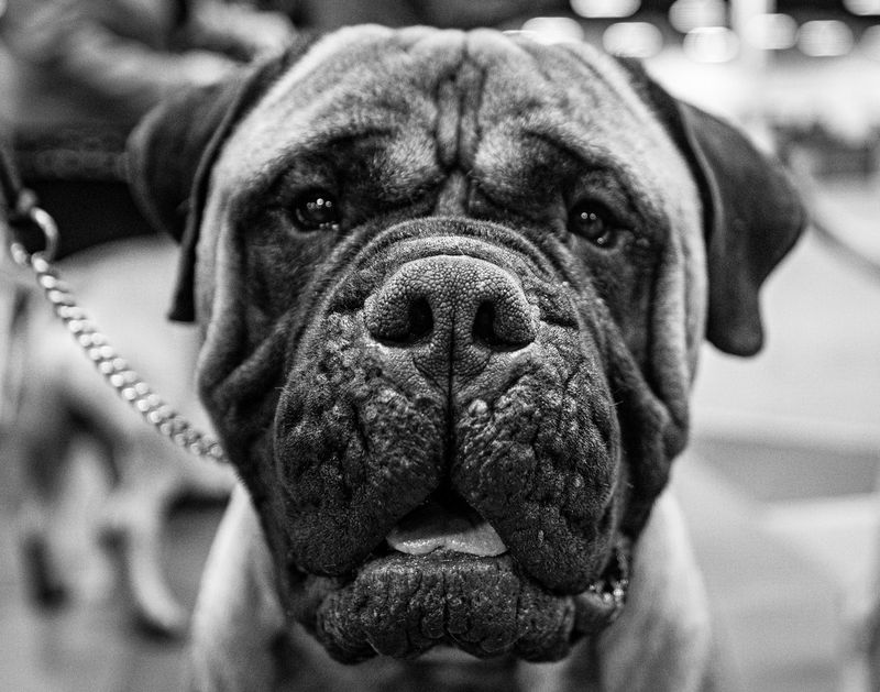 Bullmastiff