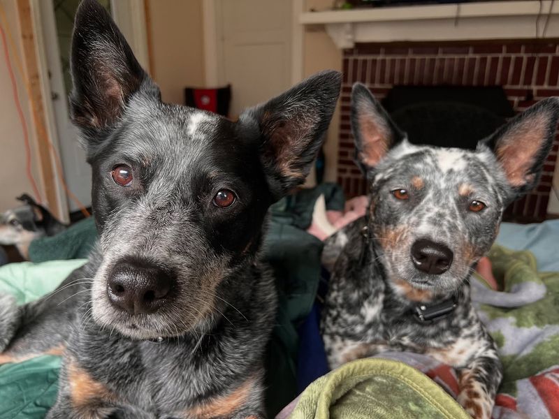 Australian Cattle Dog