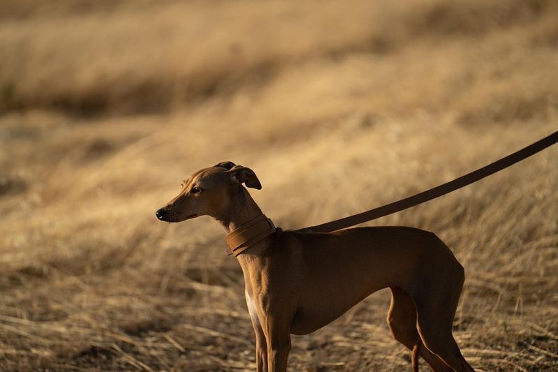 Italian Greyhound