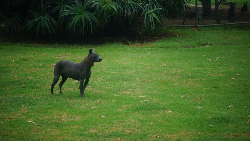 Xoloitzcuintli