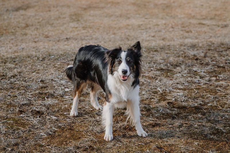 Border Collie