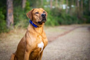 The 25 Most Powerful Dog Breeds, Ranked by Jaw Strength - Epic dogs tales