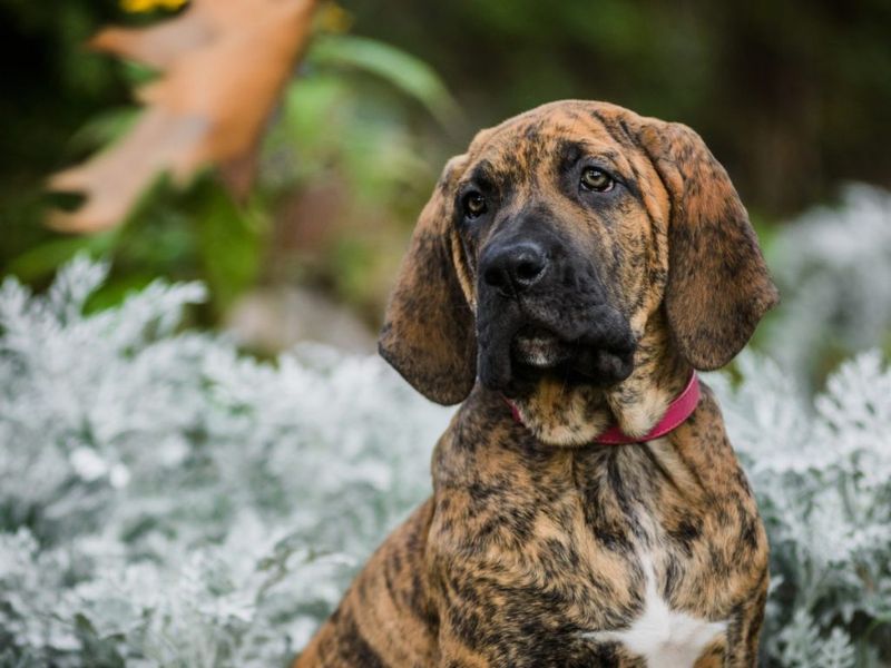 Fila Brasileiro