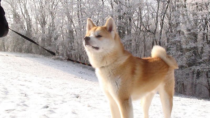 Akita