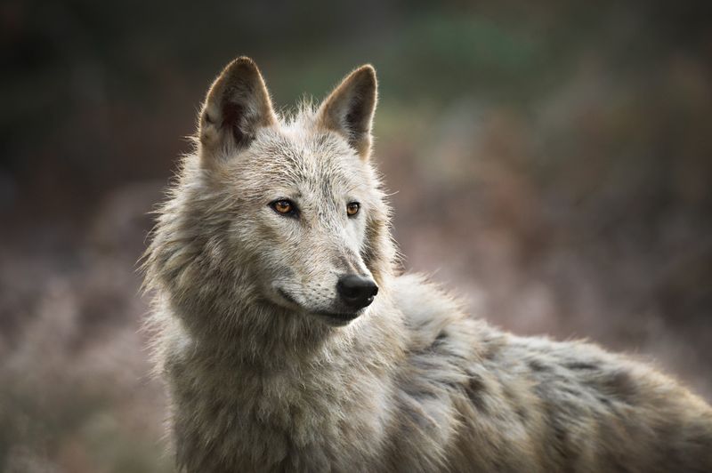 Wolfdog