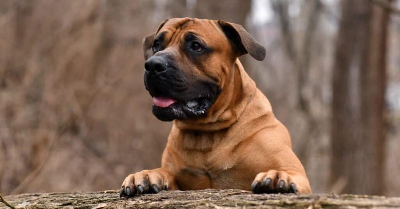 Boerboel