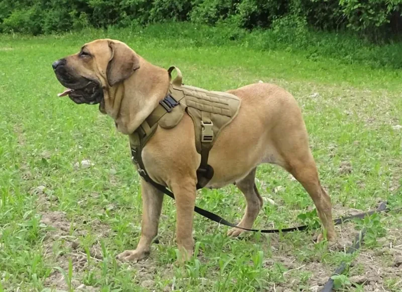 Fila Brasileiro