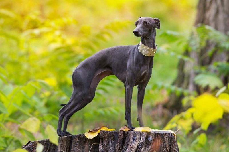 Italian Greyhound