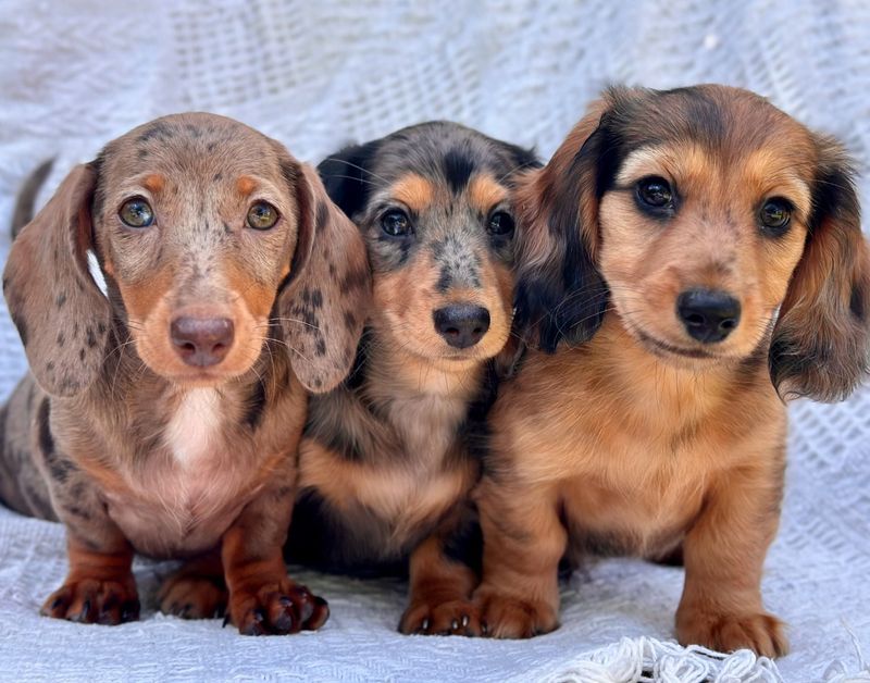 Dachshund