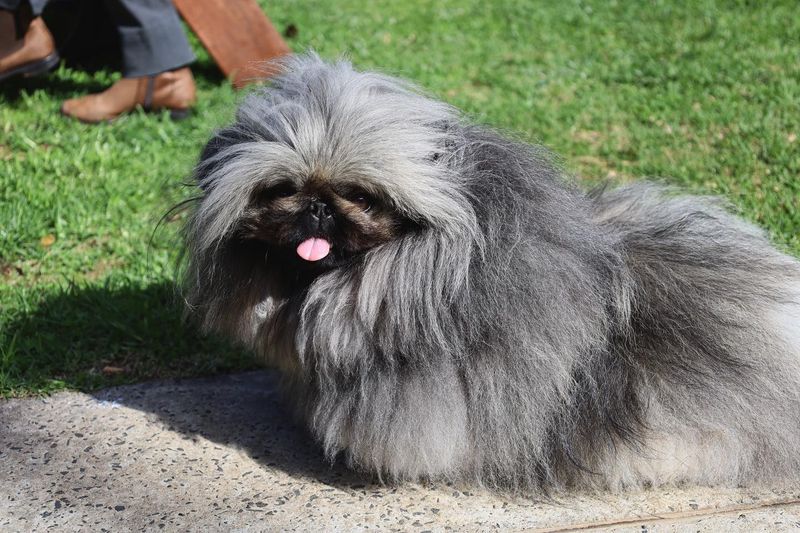 Pekingese
