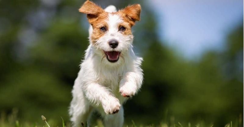 Jack Russell Terrier