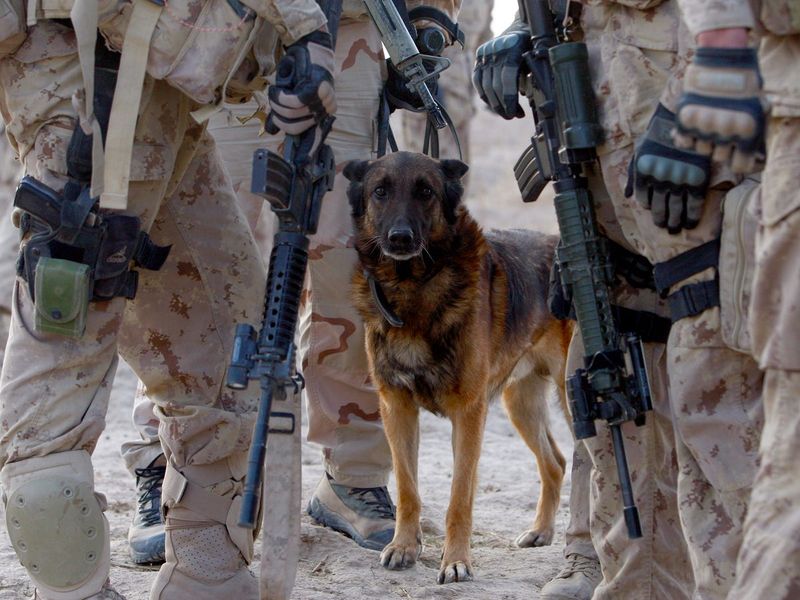 Combat Assistance