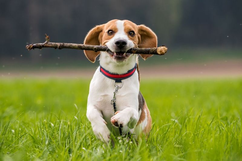 The Joy of Play